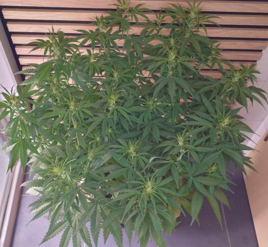 Critical Neville Haze Auto. Week 6