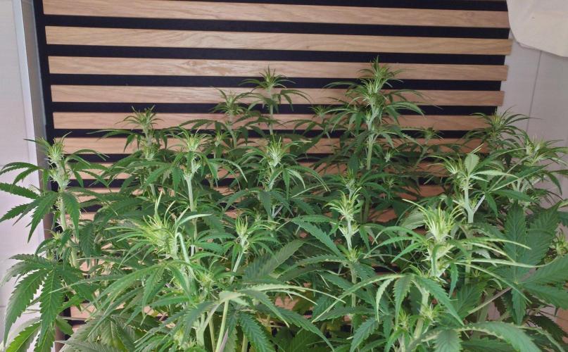 Critical Neville Haze Auto. Week 6