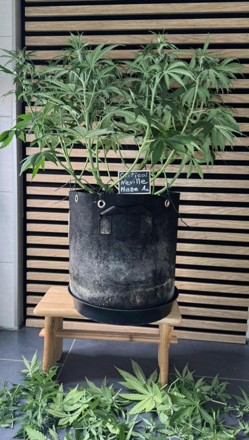 Critical Neville Haze Auto. Week 6