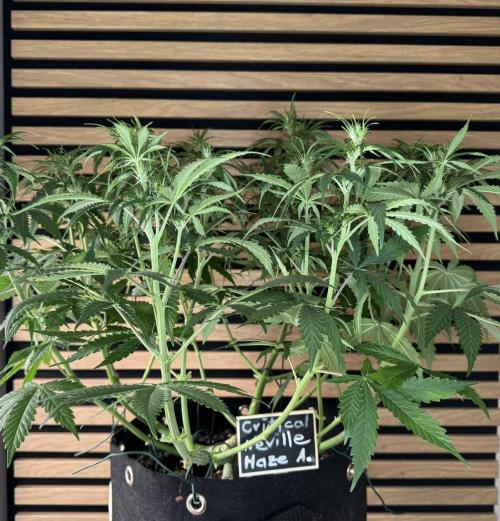 Critical Neville Haze Auto. Week 6