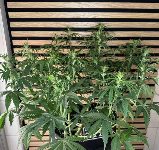 Critical Neville Haze Auto. Week 6