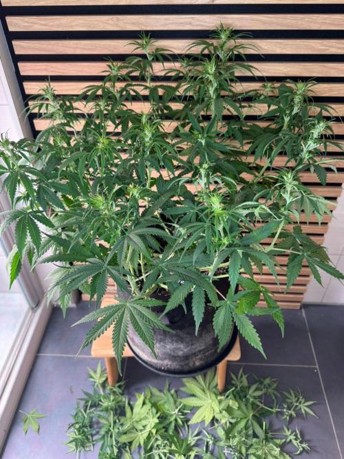 Critical Neville Haze Auto. Week 6