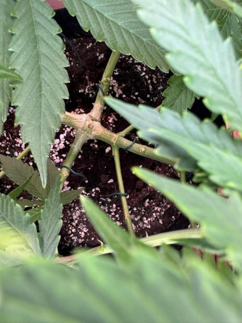 Critical Neville Haze Auto. Week 6