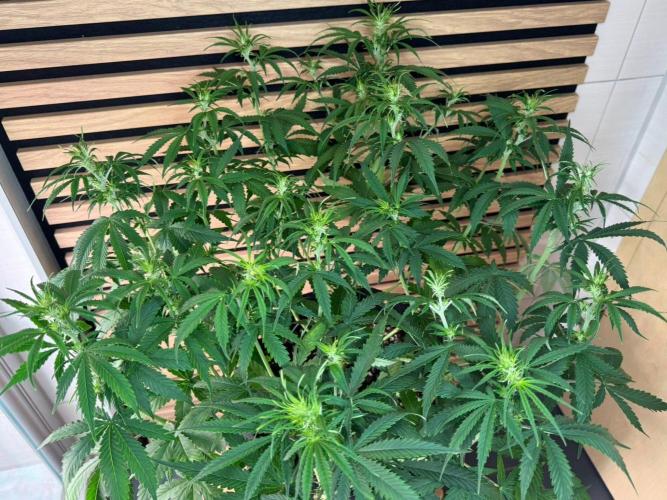 Critical Neville Haze Auto. Week 6
