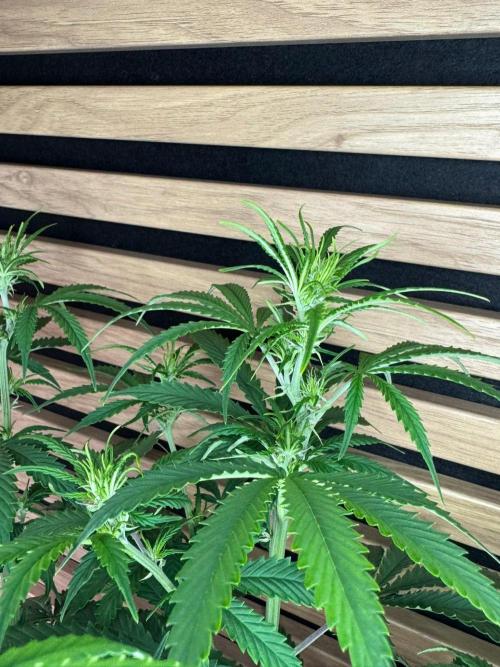Critical Neville Haze Auto. Week 6