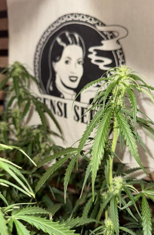 White Diesel Haze Auto-Sensi Seeds - CCG. Week 7