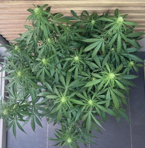 White Diesel Haze Auto-Sensi Seeds - CCG. Week 7