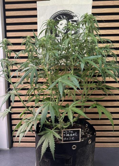 White Diesel Haze Auto-Sensi Seeds - CCG. Week 7