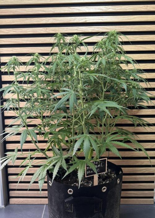 White Diesel Haze Auto-Sensi Seeds - CCG. Week 7