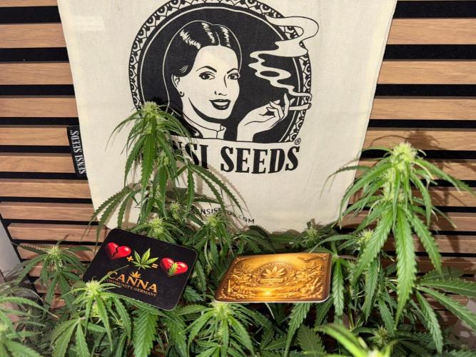 White Diesel Haze Auto-Sensi Seeds - CCG. Week 7