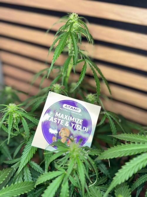 White Diesel Haze Auto-Sensi Seeds - CCG. Week 7