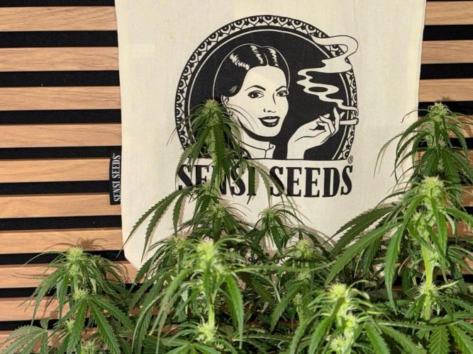 White Diesel Haze Auto-Sensi Seeds - CCG. Week 7