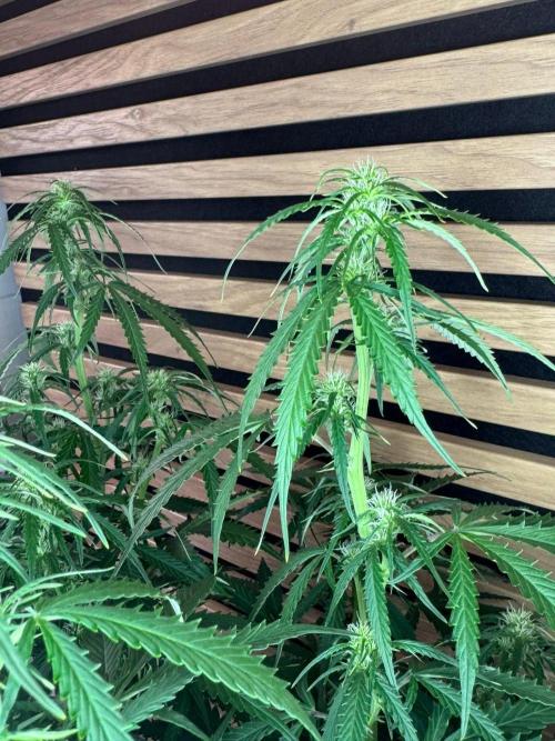 White Diesel Haze Auto-Sensi Seeds - CCG. Week 7