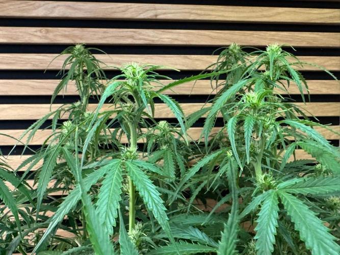 White Diesel Haze Auto-Sensi Seeds - CCG. Week 7