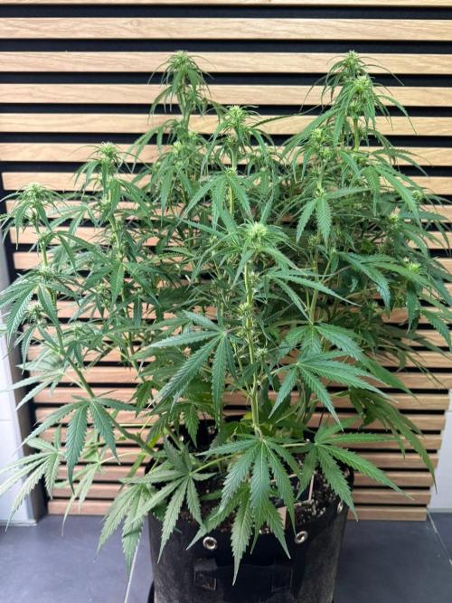 White Diesel Haze Auto-Sensi Seeds - CCG. Week 7