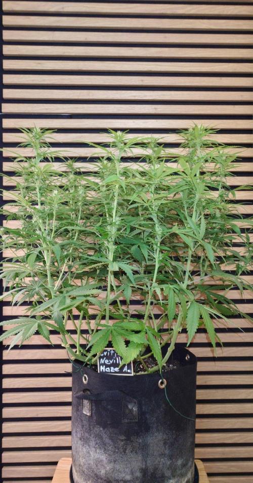 Critical Neville Haze Auto. Week 7