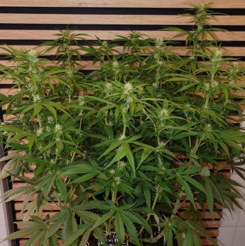 Critical Neville Haze Auto. Week 7