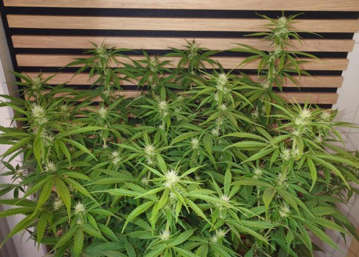 Critical Neville Haze Auto. Week 7