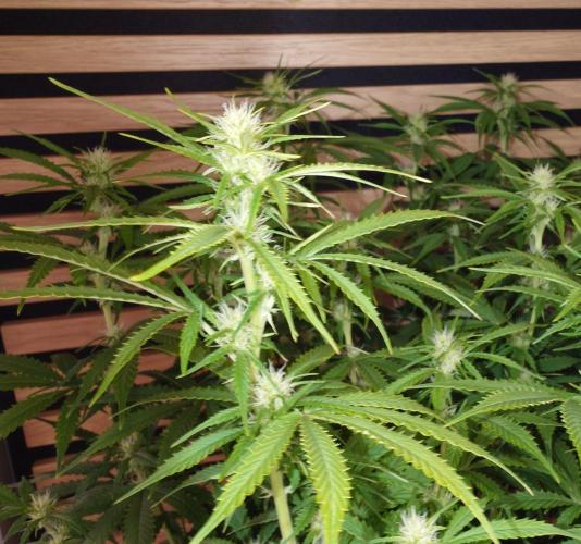 Critical Neville Haze Auto. Week 7