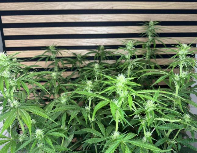 Critical Neville Haze Auto. Week 7