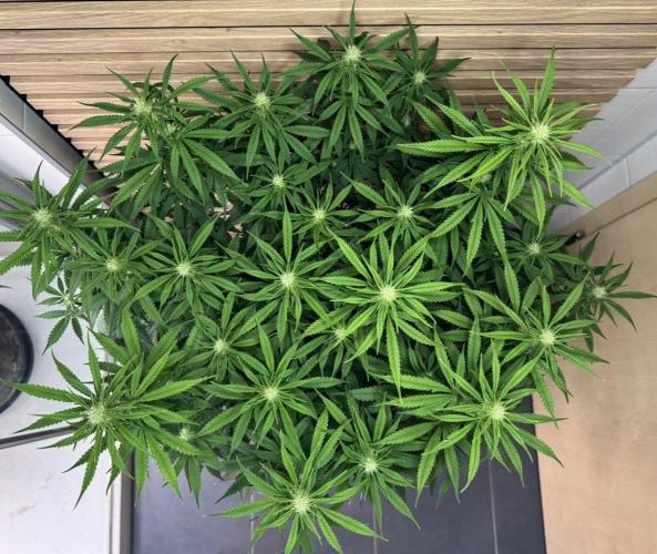 Critical Neville Haze Auto. Week 7