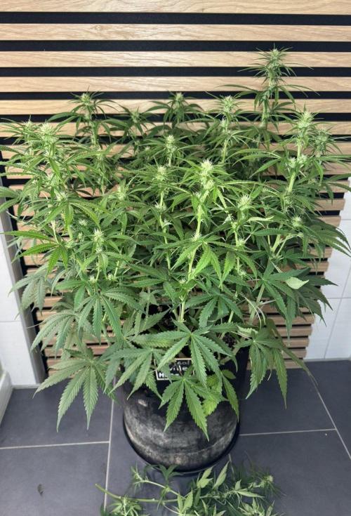 Critical Neville Haze Auto. Week 7