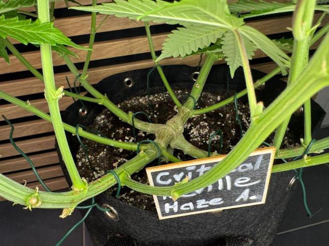 Critical Neville Haze Auto. Week 7