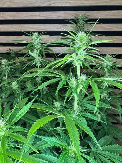 Critical Neville Haze Auto. Week 7