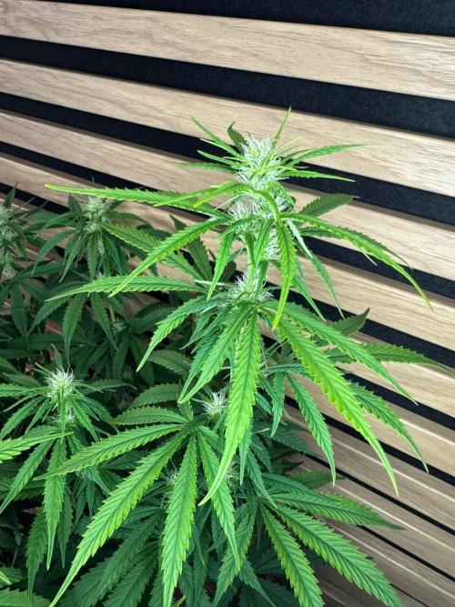 Critical Neville Haze Auto. Week 7