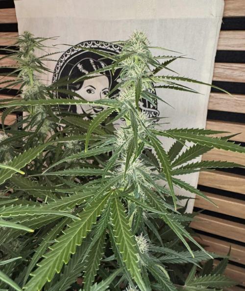 White Diesel Haze Auto-Sensi Seeds - CCG. Week 8