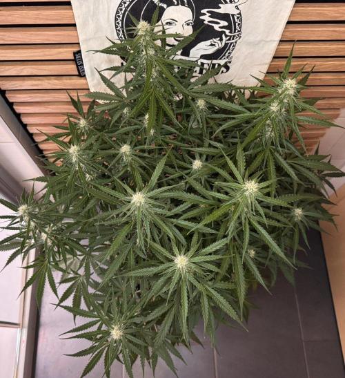 White Diesel Haze Auto-Sensi Seeds - CCG. Week 8
