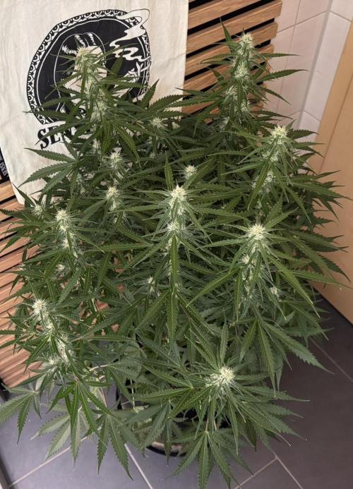 White Diesel Haze Auto-Sensi Seeds - CCG. Week 8