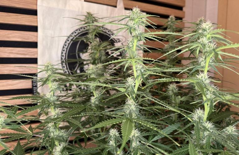 White Diesel Haze Auto-Sensi Seeds - CCG. Week 8