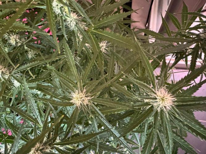White Diesel Haze Auto-Sensi Seeds - CCG. Week 8