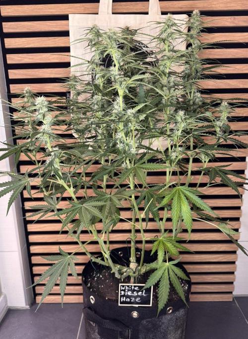 White Diesel Haze Auto-Sensi Seeds - CCG. Week 8