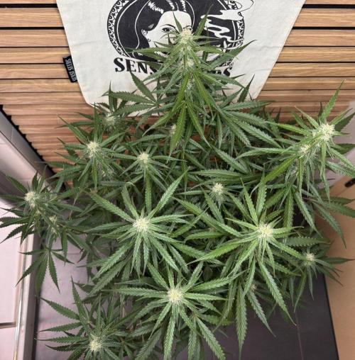 White Diesel Haze Auto-Sensi Seeds - CCG. Week 8