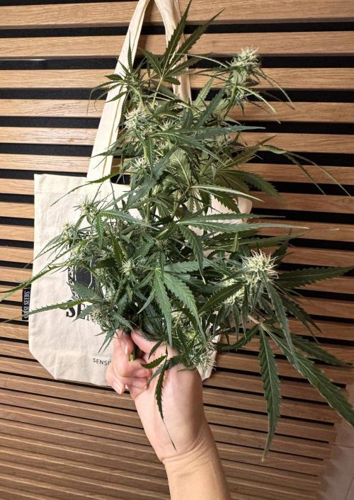 White Diesel Haze Auto. Week 8