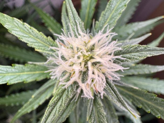 White Diesel Haze Auto-Sensi Seeds - CCG. Week 8