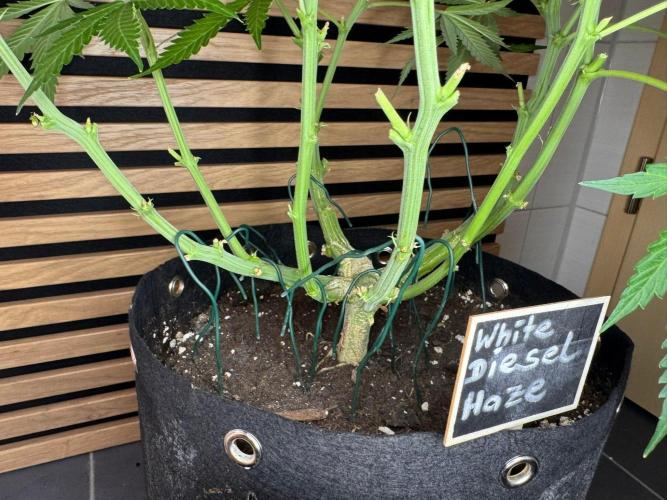 White Diesel Haze Auto-Sensi Seeds - CCG. Week 8