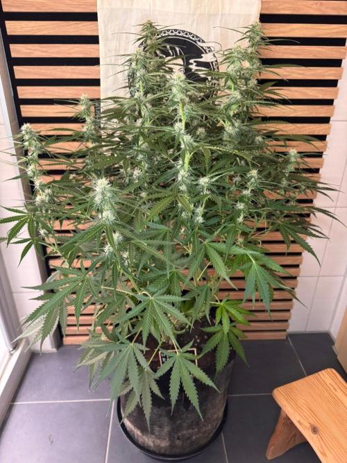White Diesel Haze Auto-Sensi Seeds - CCG. Week 8