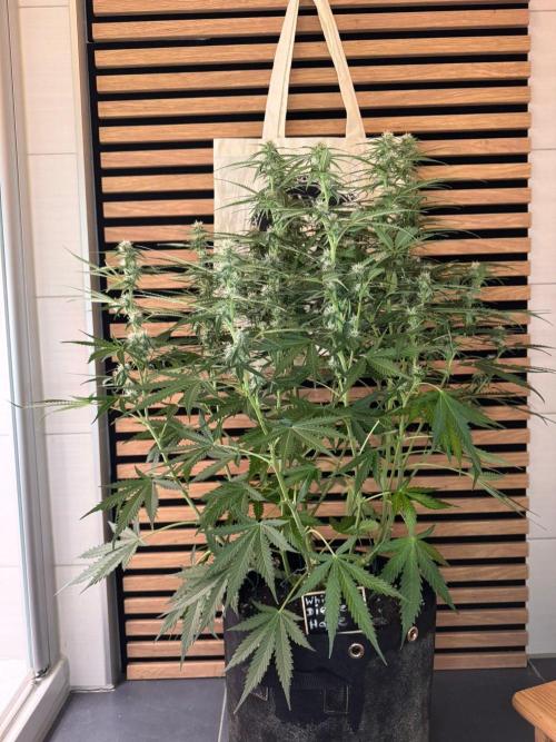 White Diesel Haze Auto-Sensi Seeds - CCG. Week 8