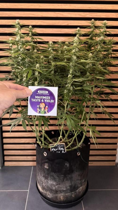 Critical Neville Haze Auto. Week 8
