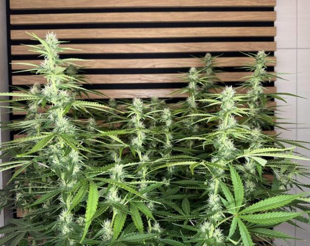 Critical Neville Haze Auto. Week 8