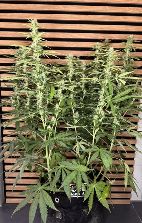 Critical Neville Haze Auto. Week 8