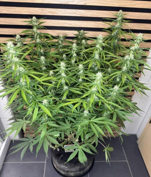 Critical Neville Haze Auto. Week 8