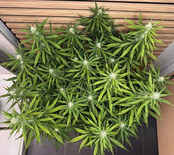 Critical Neville Haze Auto. Week 8