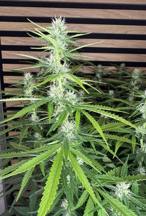 Critical Neville Haze Auto. Week 8