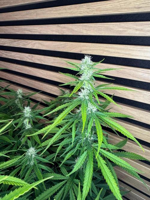 Critical Neville Haze Auto. Week 8