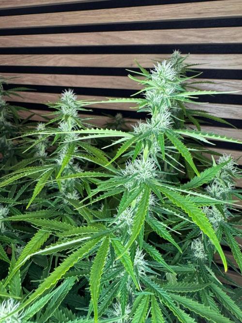 Critical Neville Haze Auto. Week 8