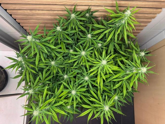 Critical Neville Haze Auto. Week 8